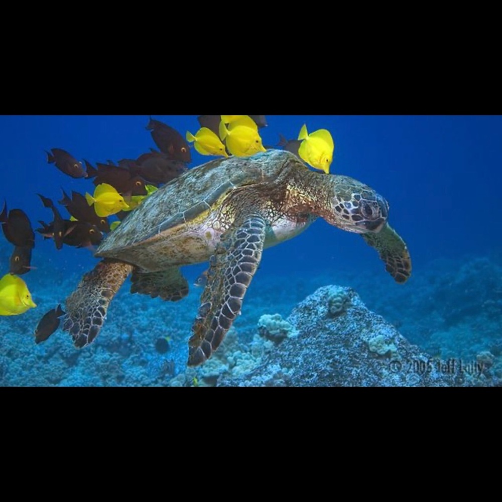 Meet your Posher, Delilah